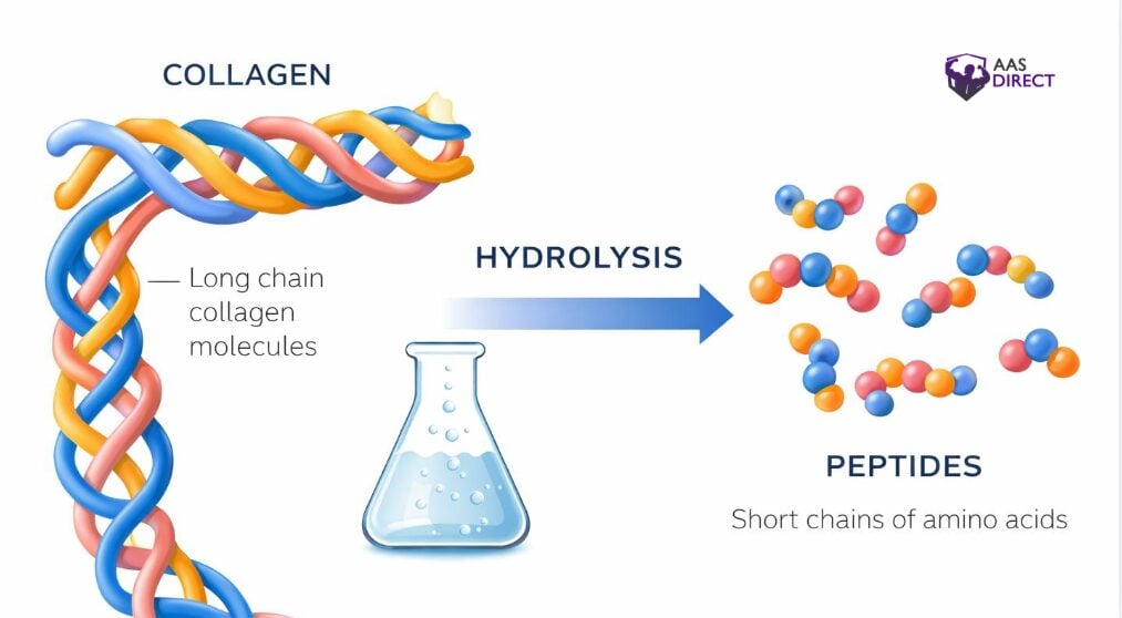 The Rise of Peptide Drinks for Hydration and Anti-Aging Support